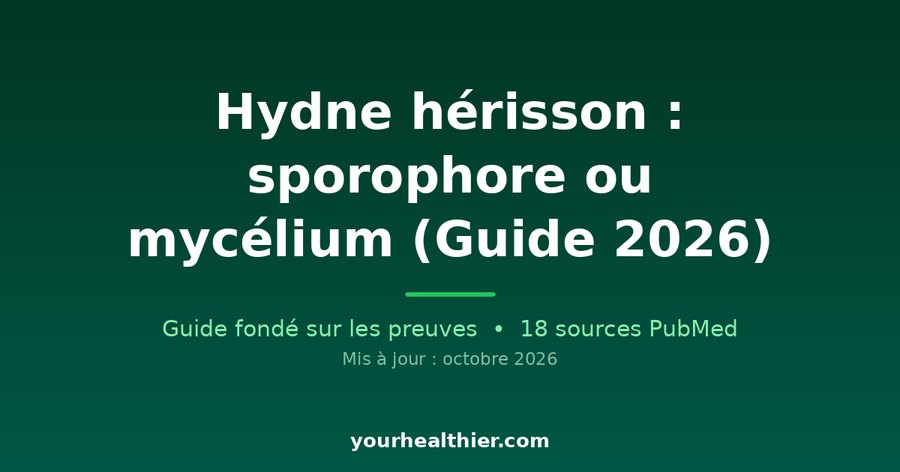 Hydne hérisson : sporophore ou mycélium (Guide 2026)